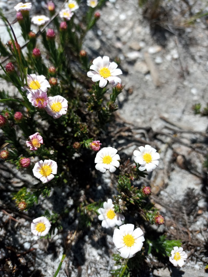 Zyrphelis capensis photo 7