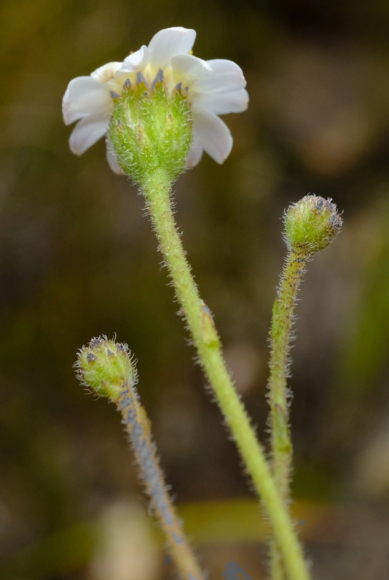 Zyrphelis ciliaris