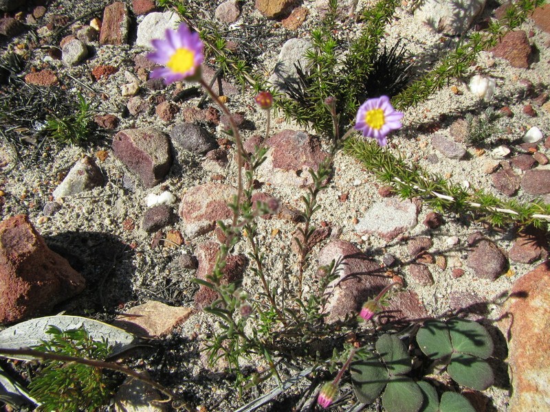Zyrphelis ciliaris photo 2