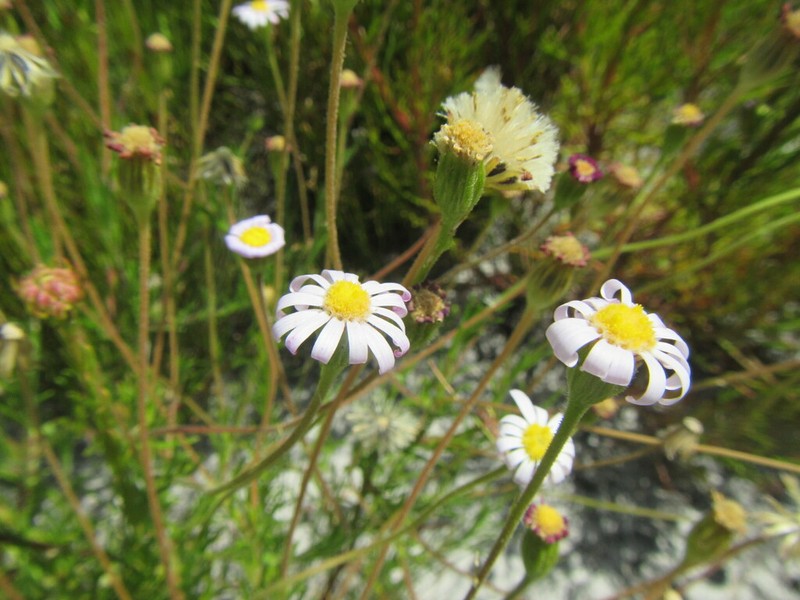Zyrphelis ciliaris photo 3