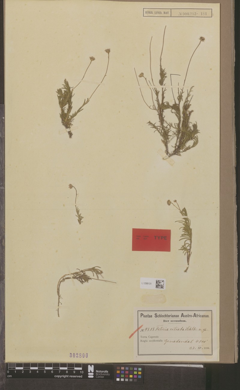 Zyrphelis ciliaris photo 5