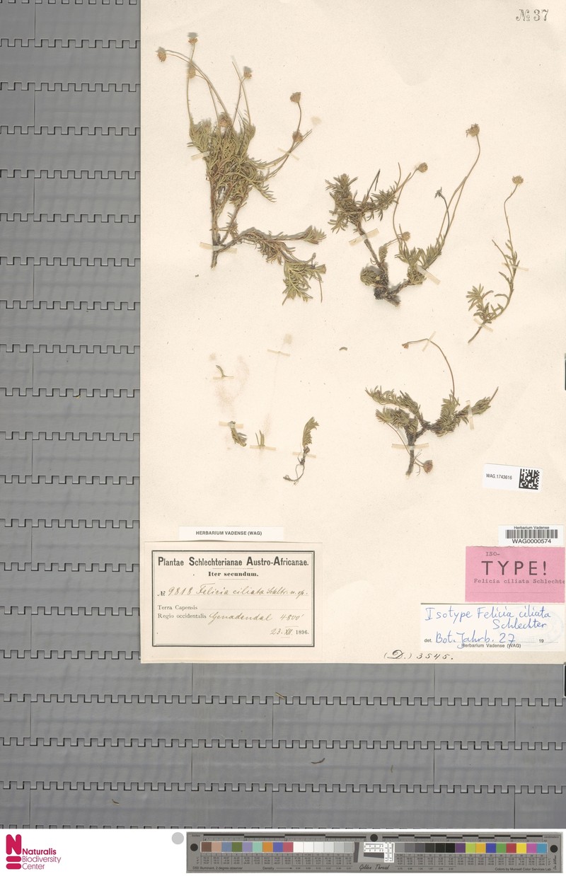 Zyrphelis ciliaris photo 6