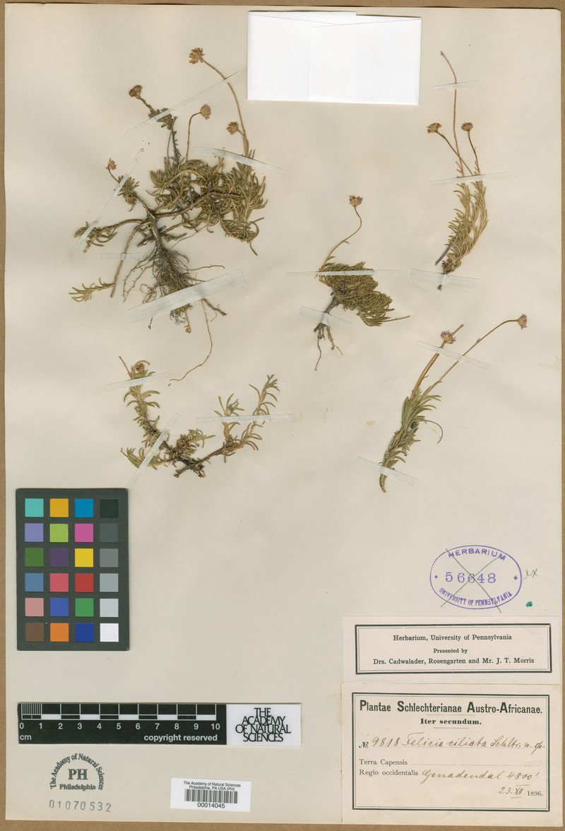 Zyrphelis ciliaris photo 7
