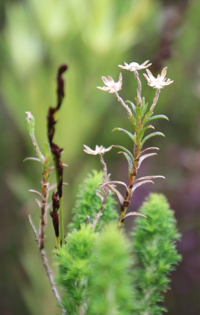 Zyrphelis corymbosa