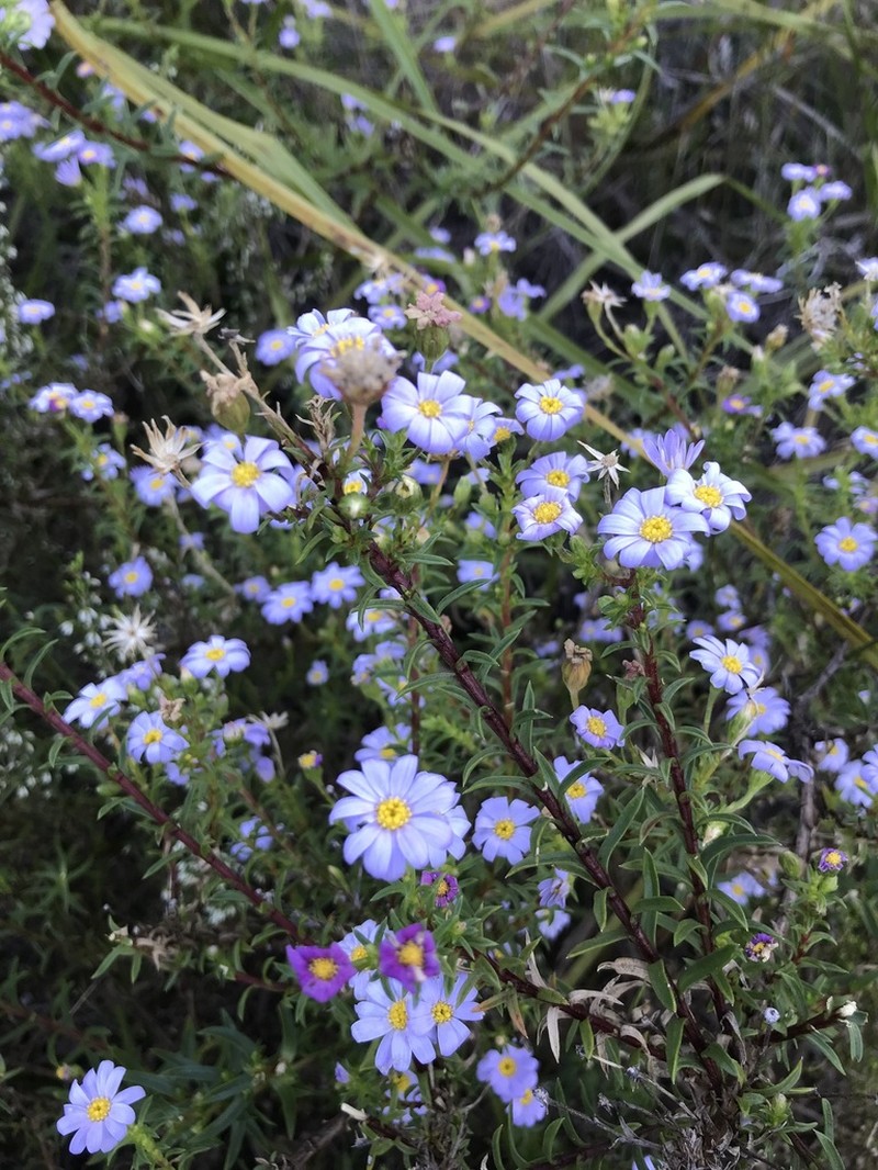 Zyrphelis corymbosa photo 2