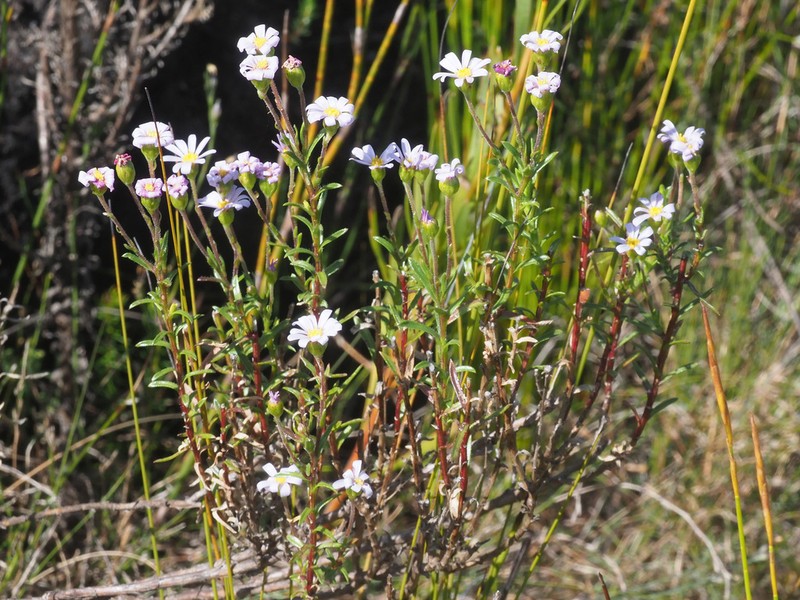 Zyrphelis corymbosa photo 4