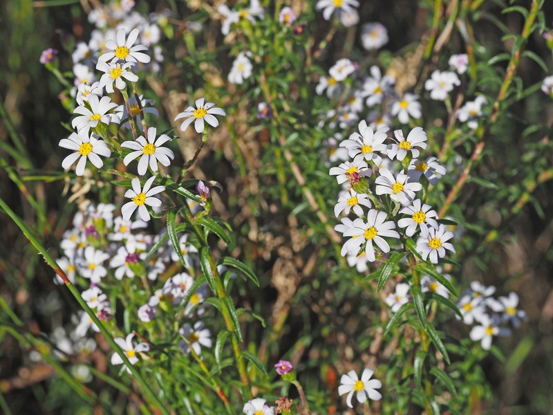 Zyrphelis corymbosa photo 5