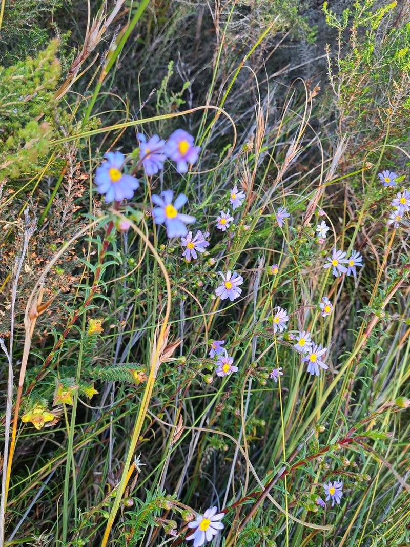 Zyrphelis corymbosa photo 6
