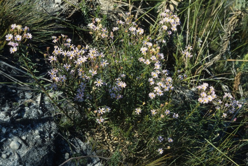 Zyrphelis corymbosa photo 7