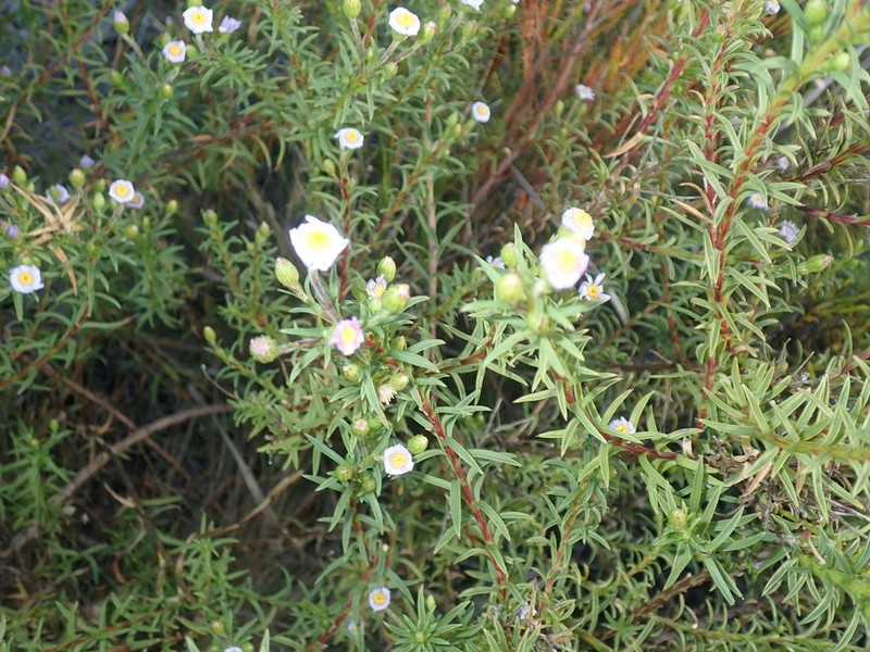 Zyrphelis corymbosa photo 8