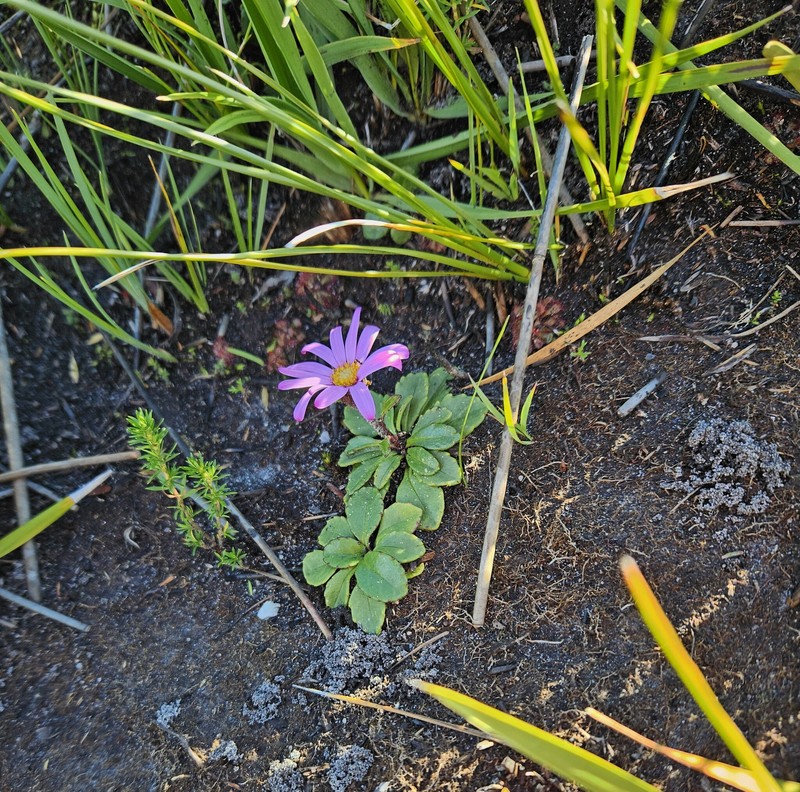 Zyrphelis crenata photo 3