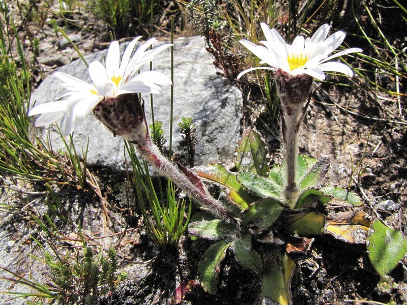Zyrphelis crenata