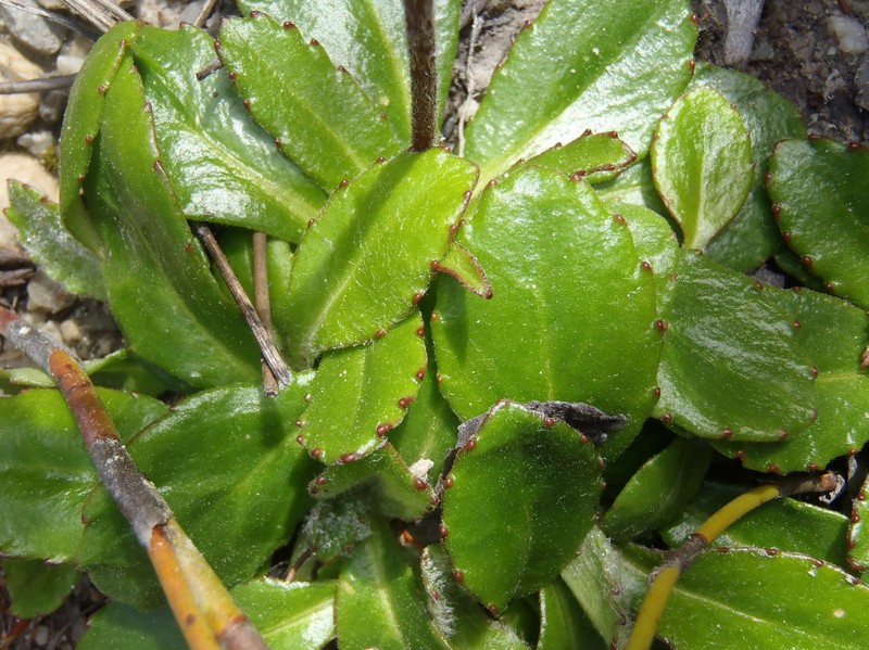 Zyrphelis crenata photo 8