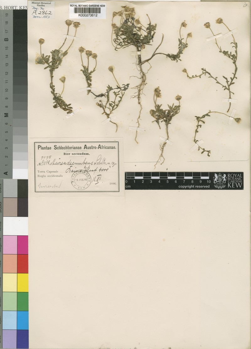 Zyrphelis decumbens