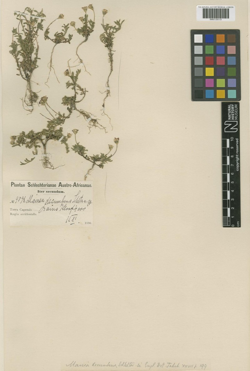 Zyrphelis decumbens photo 2