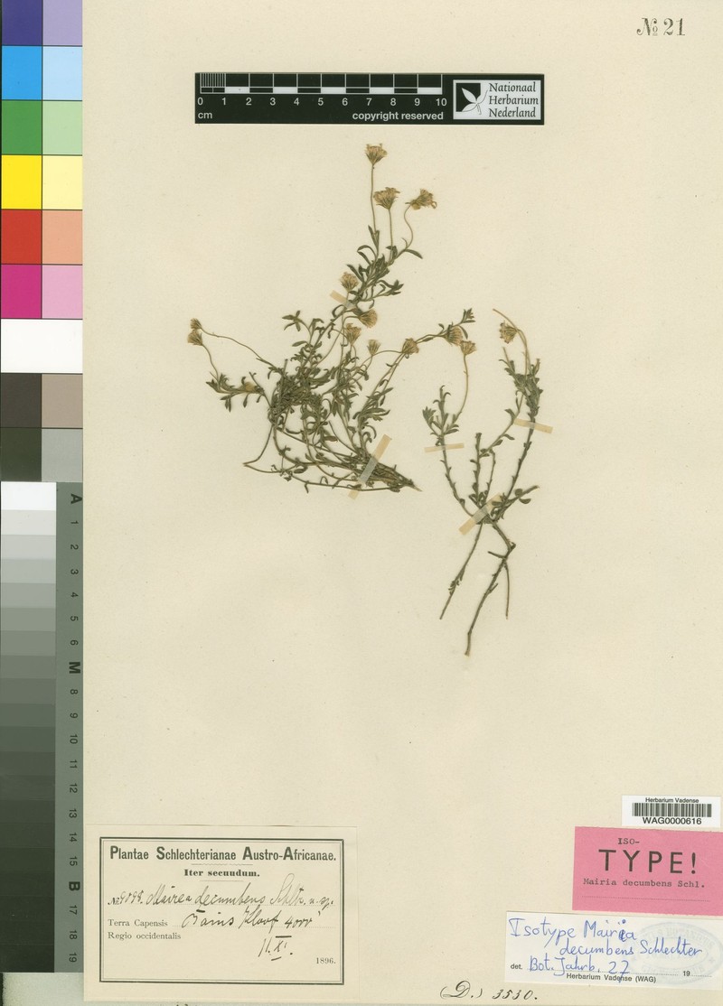 Zyrphelis decumbens photo 3