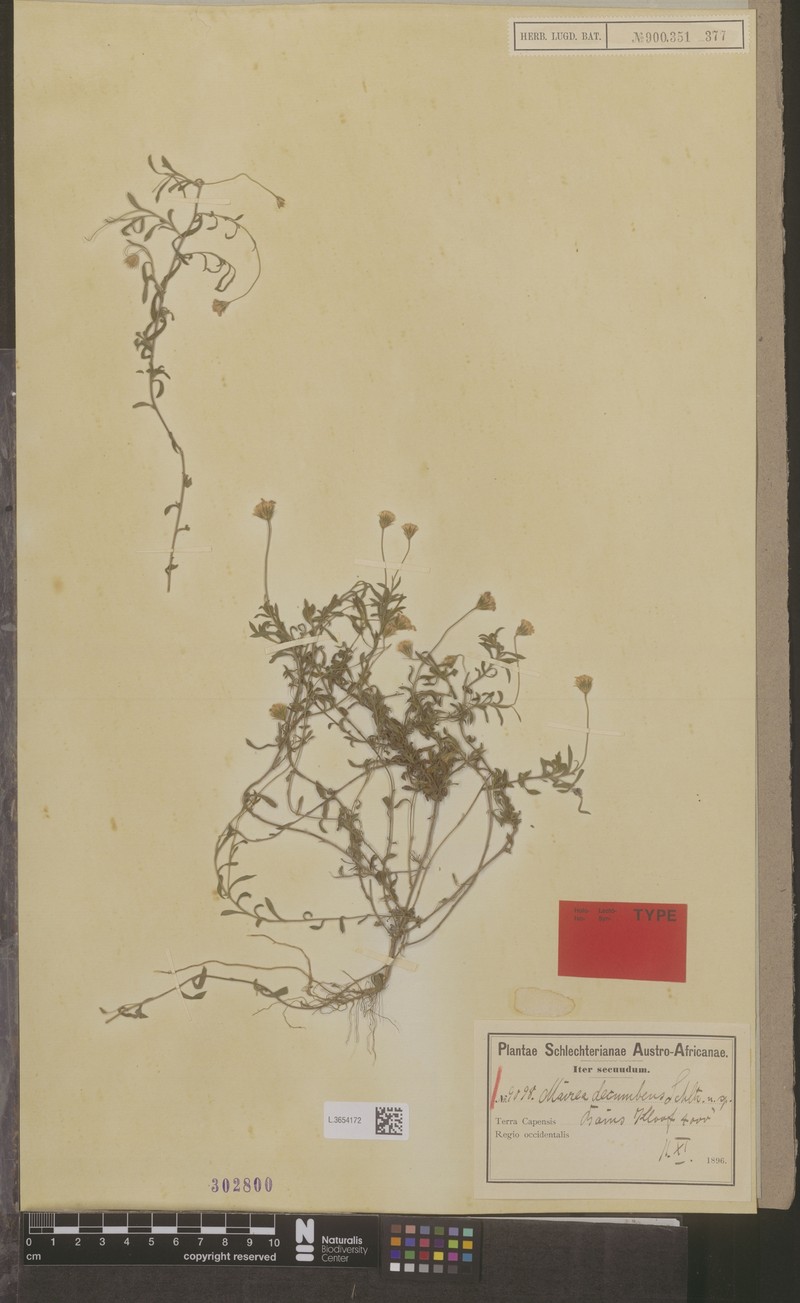 Zyrphelis decumbens photo 4