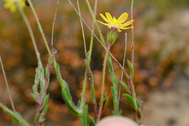 Zyrphelis ecklonis