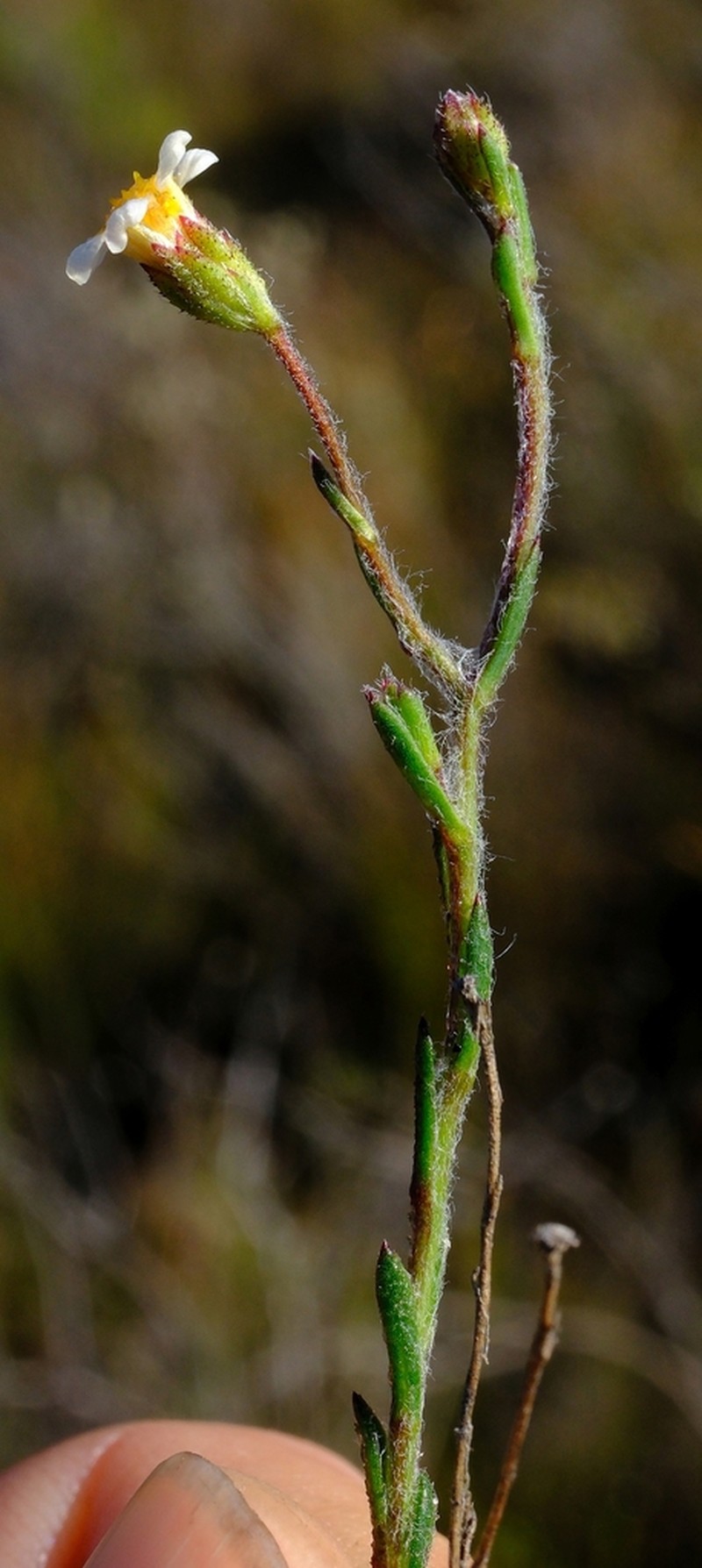 Zyrphelis ecklonis photo 2