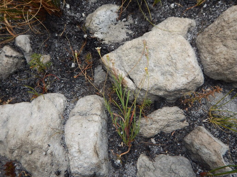 Zyrphelis ecklonis photo 6