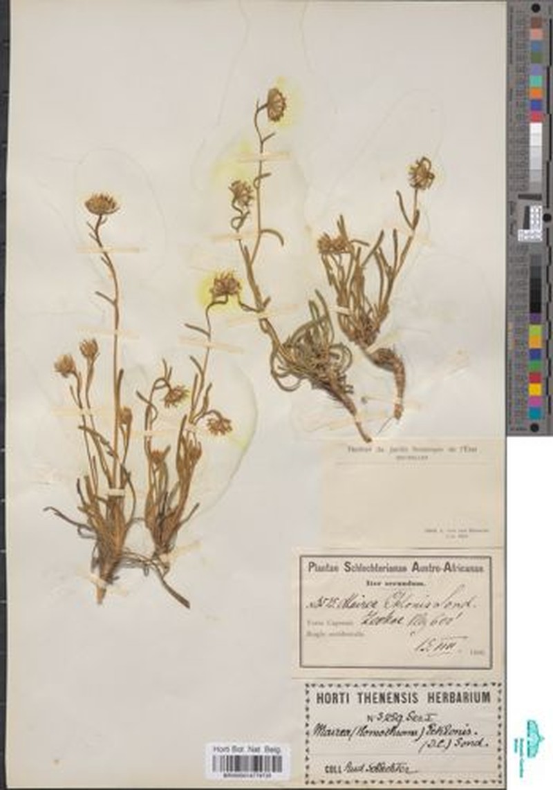 Zyrphelis ecklonis subsp. ecklonis