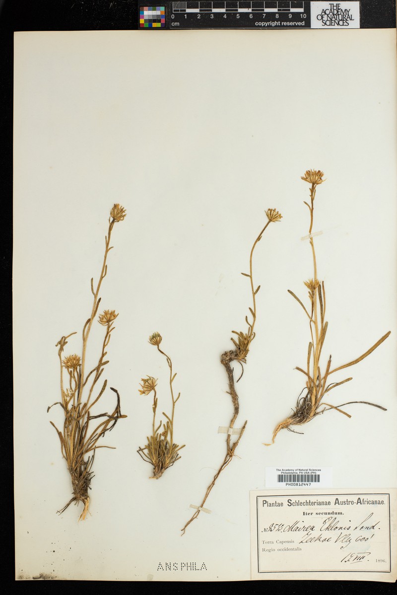 Zyrphelis ecklonis subsp. ecklonis photo 2