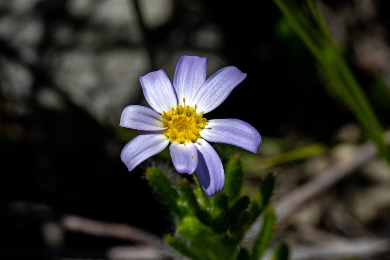 Zyrphelis foliosa
