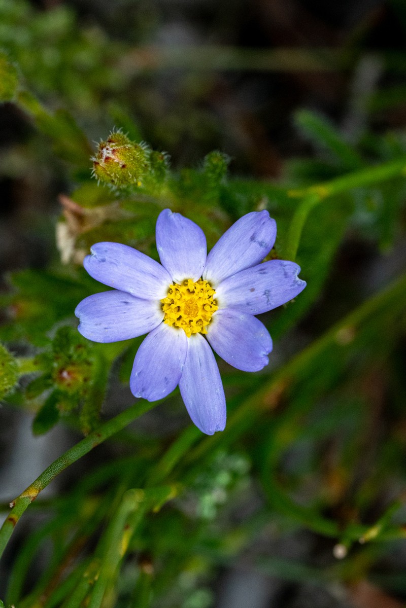 Zyrphelis foliosa photo 2