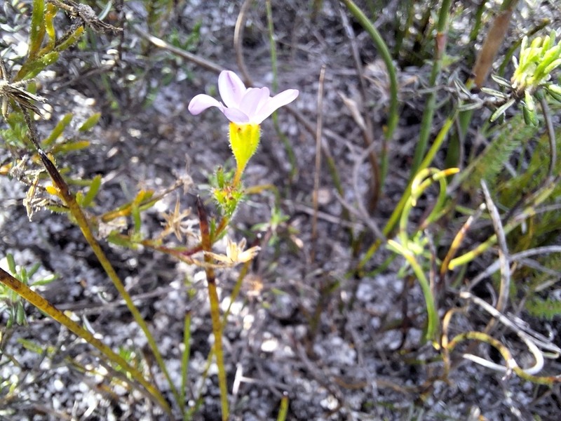 Zyrphelis foliosa photo 3