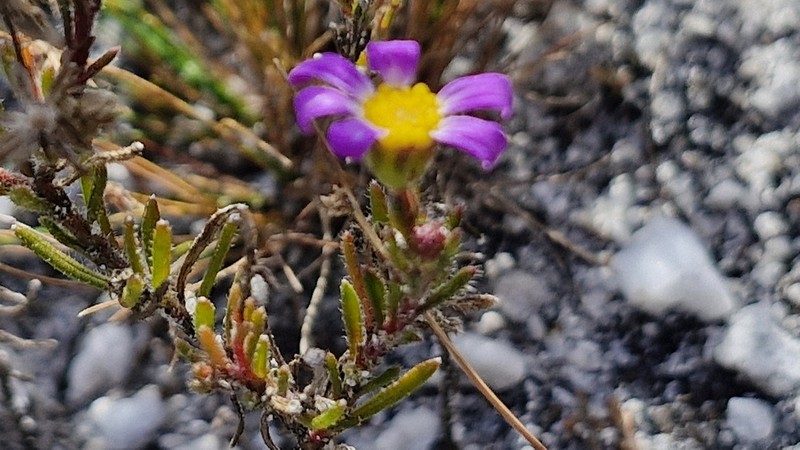 Zyrphelis foliosa photo 4