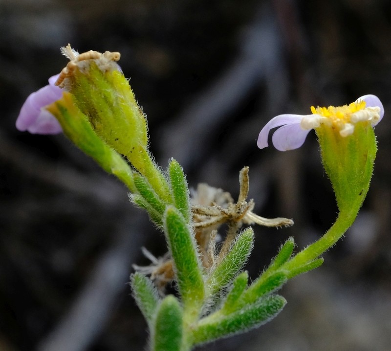 Zyrphelis foliosa photo 5