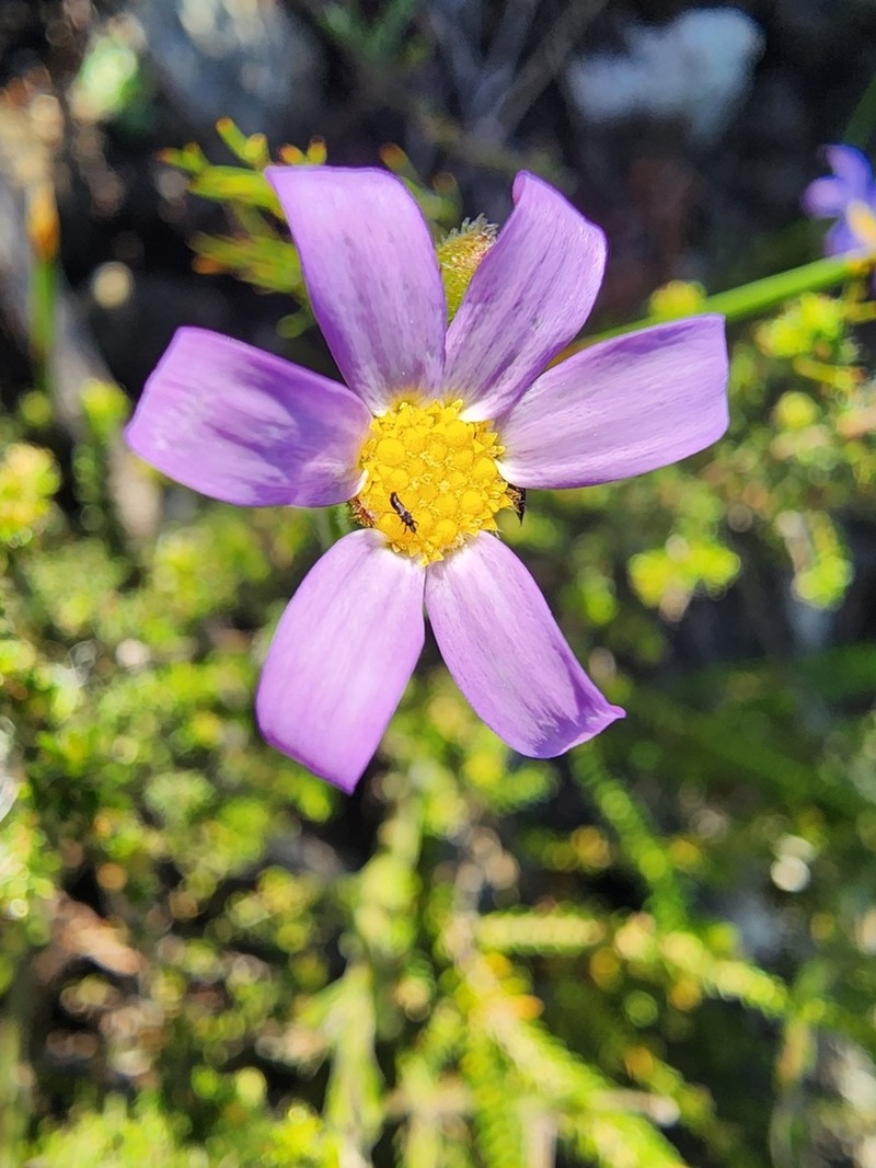 Zyrphelis foliosa photo 6