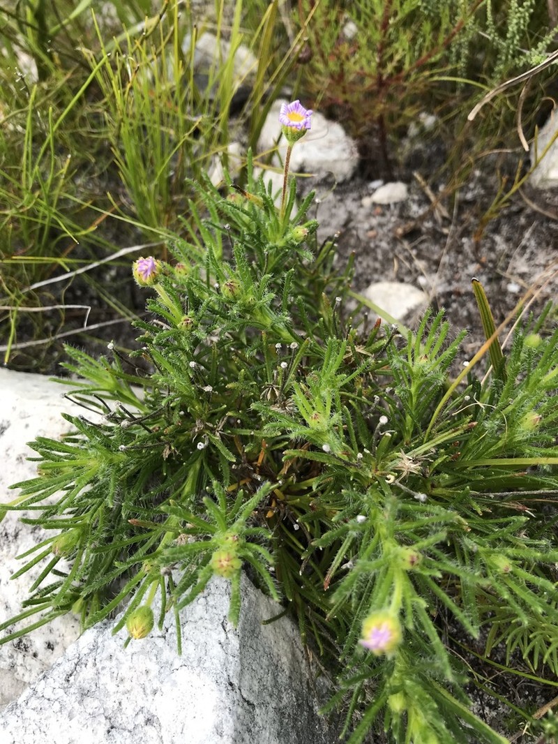 Zyrphelis foliosa photo 7