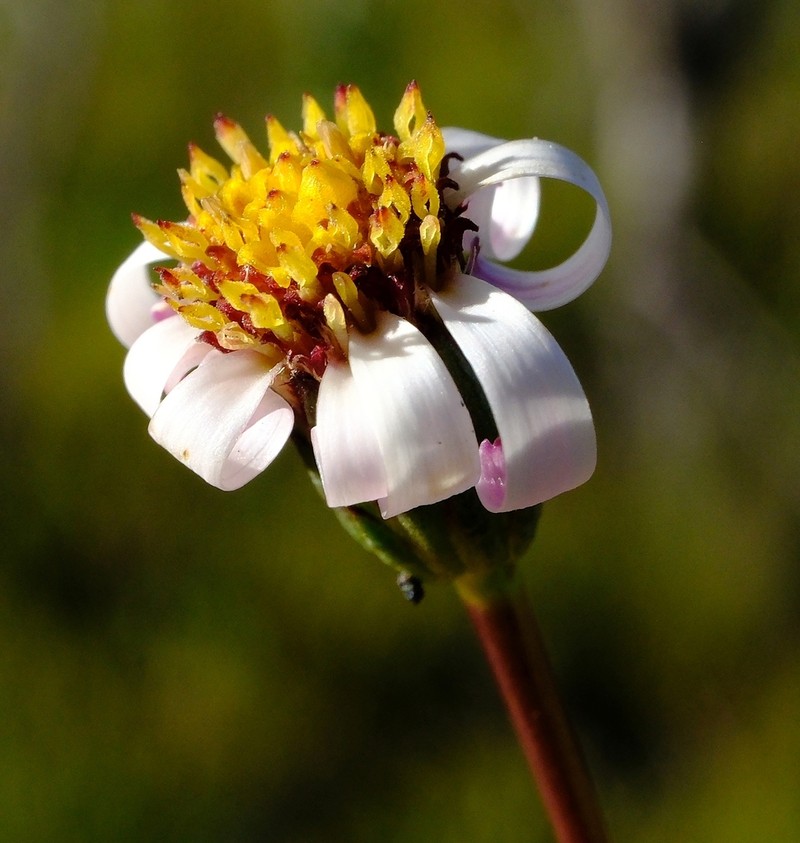 Zyrphelis fruticosa