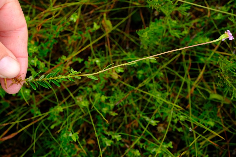 Zyrphelis fruticosa photo 3