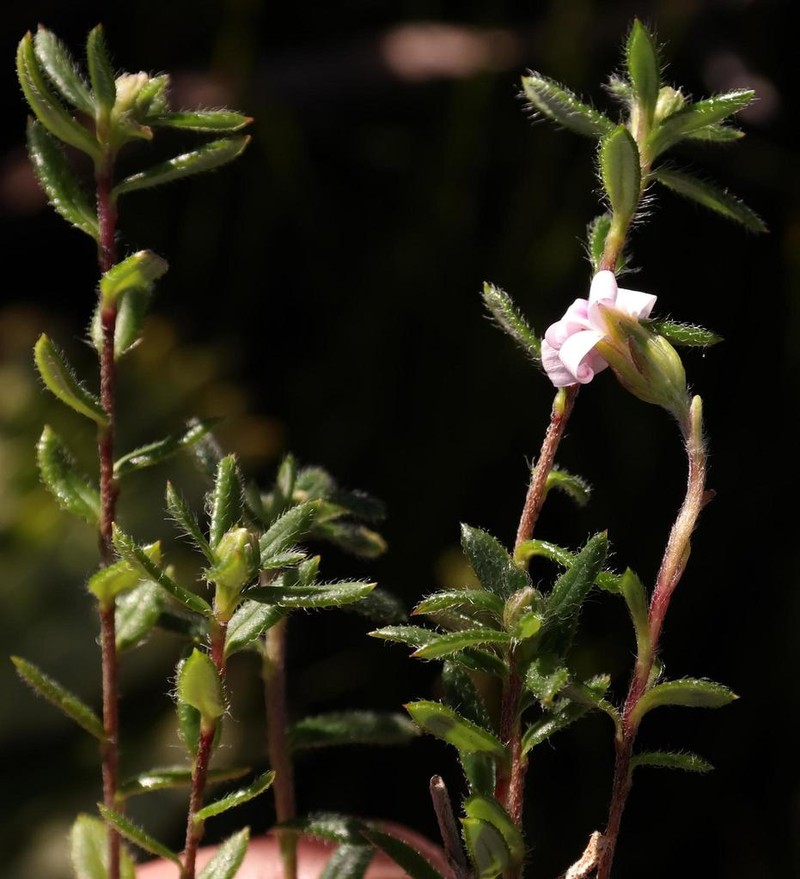 Zyrphelis fruticosa photo 4