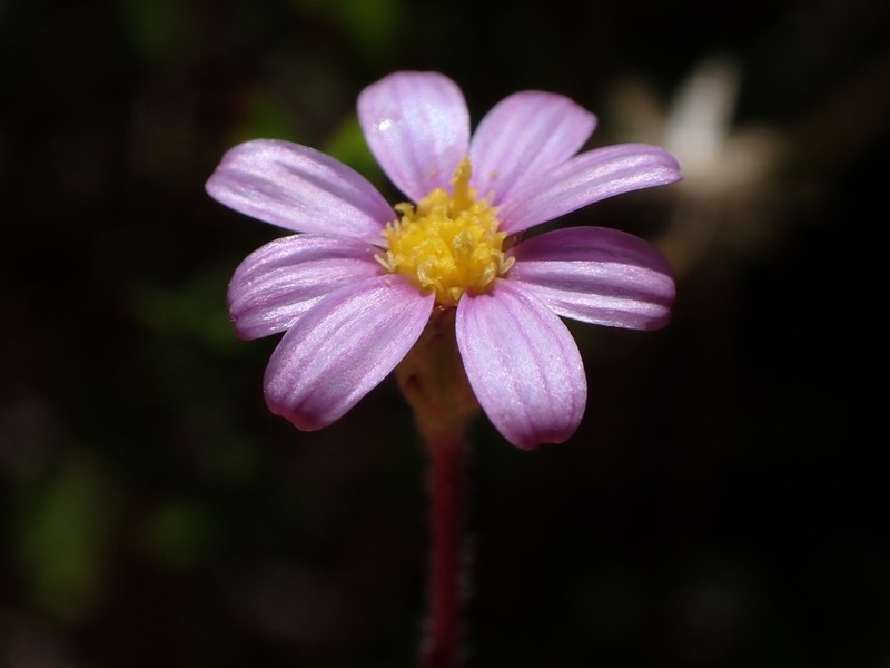 Zyrphelis fruticosa photo 5