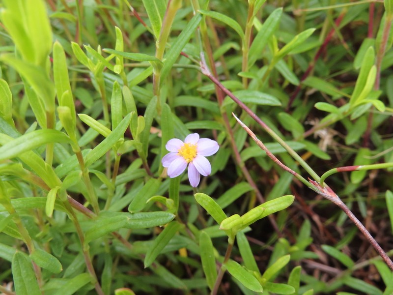Zyrphelis fruticosa photo 6