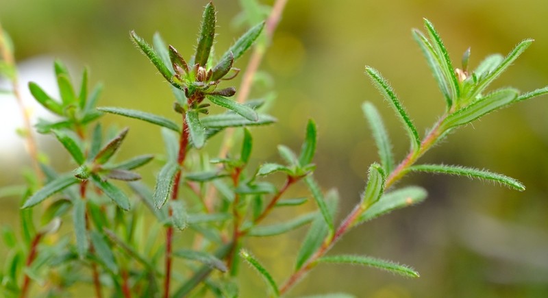 Zyrphelis fruticosa photo 8