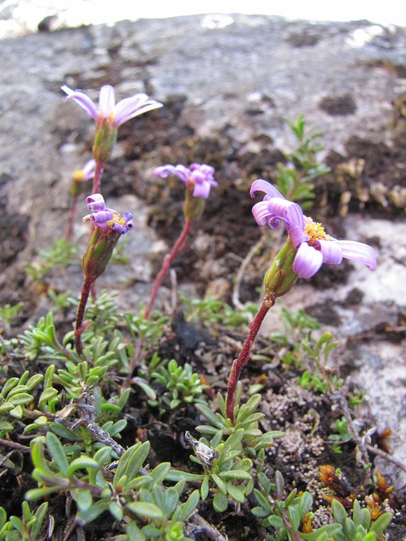 Zyrphelis glabra photo 2