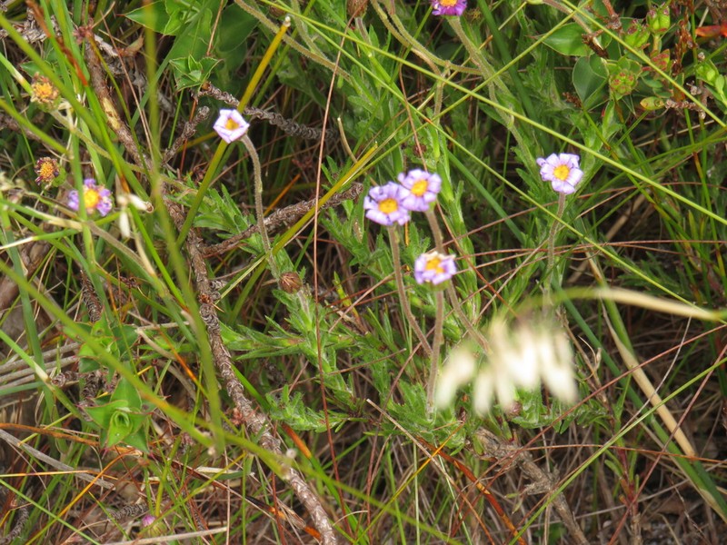Zyrphelis lasiocarpa photo 2