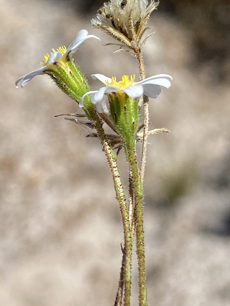 Zyrphelis lasiocarpa photo 3