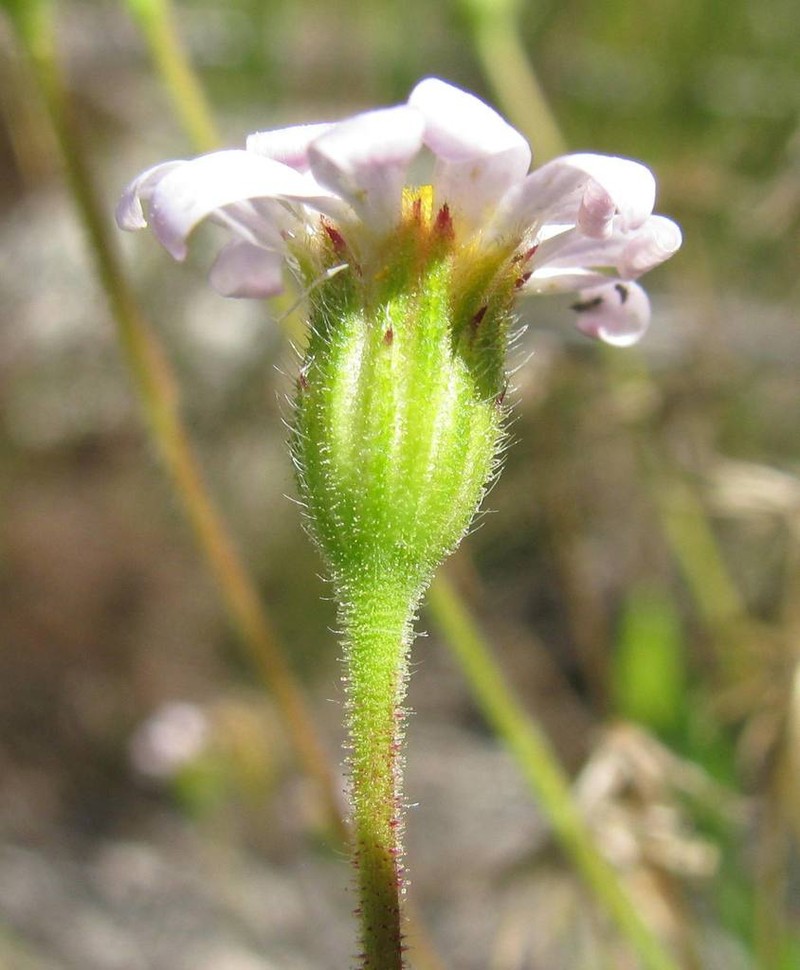 Zyrphelis lasiocarpa photo 4