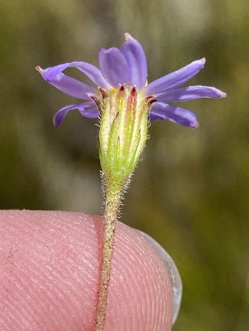 Zyrphelis lasiocarpa photo 5