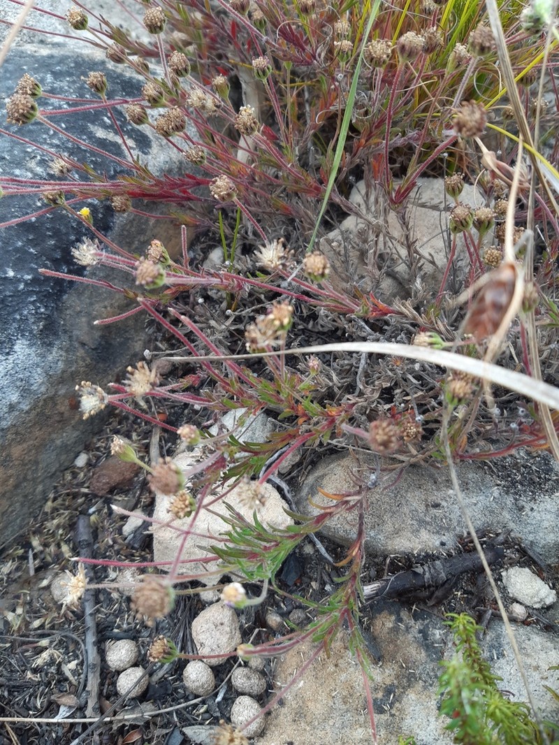 Zyrphelis leiocarpa