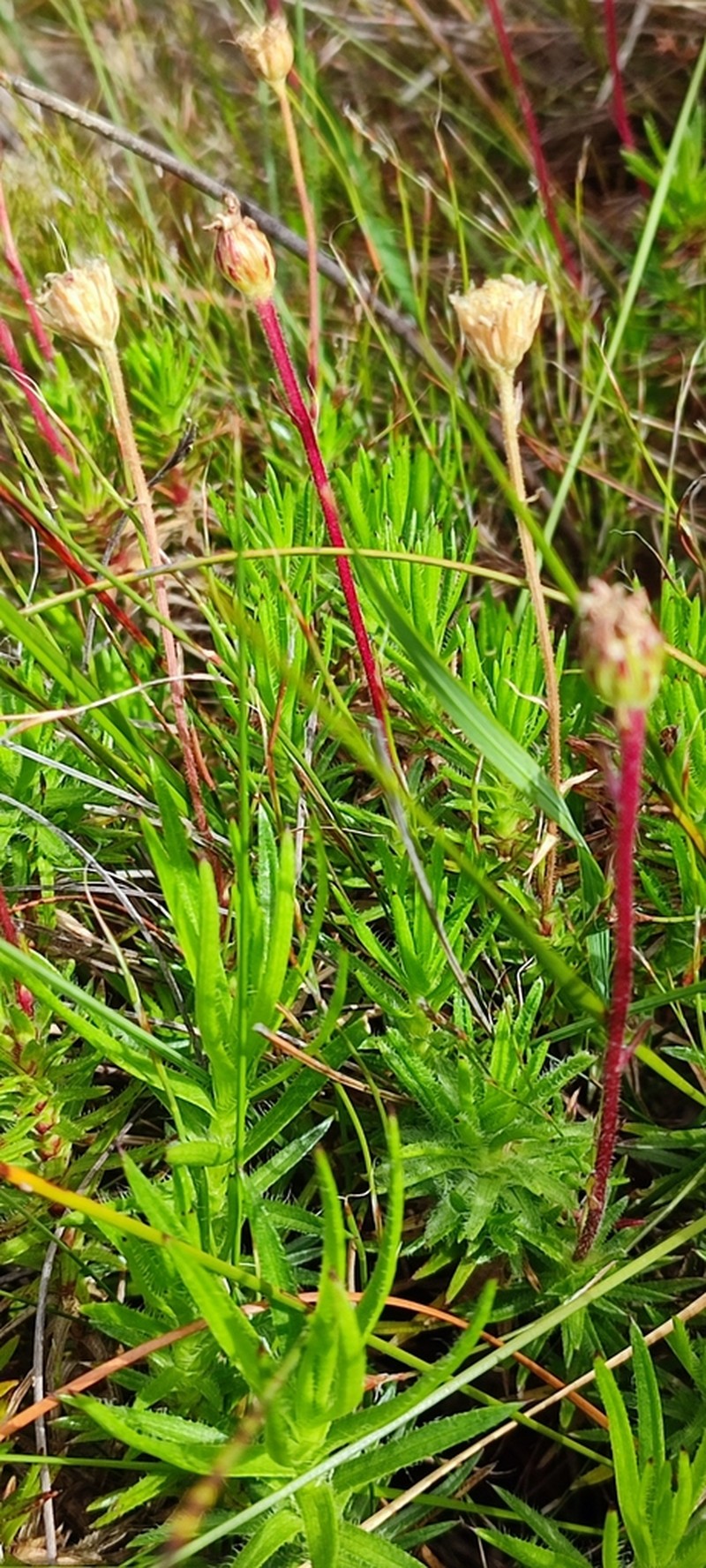 Zyrphelis macrocarpa