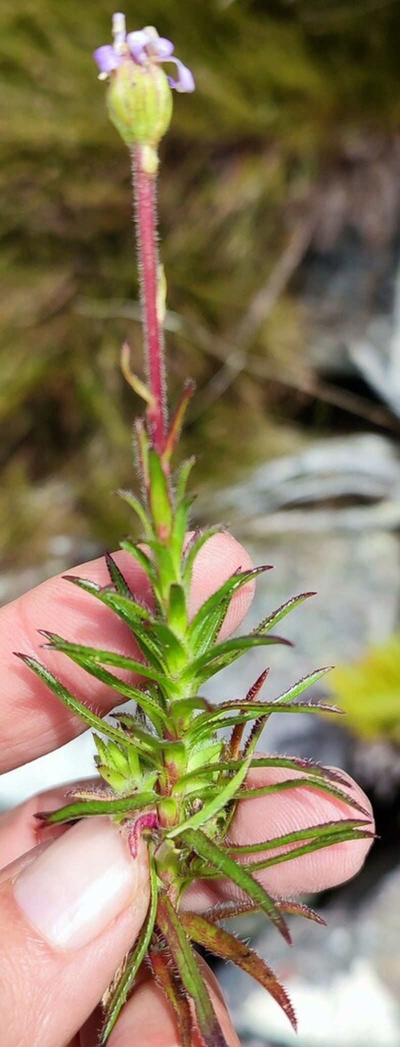 Zyrphelis macrocarpa photo 2