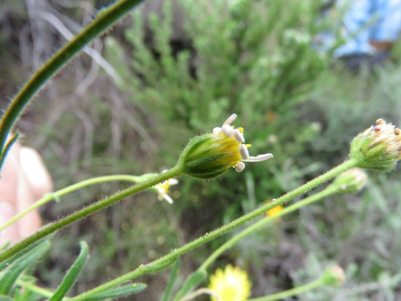 Zyrphelis microcephala