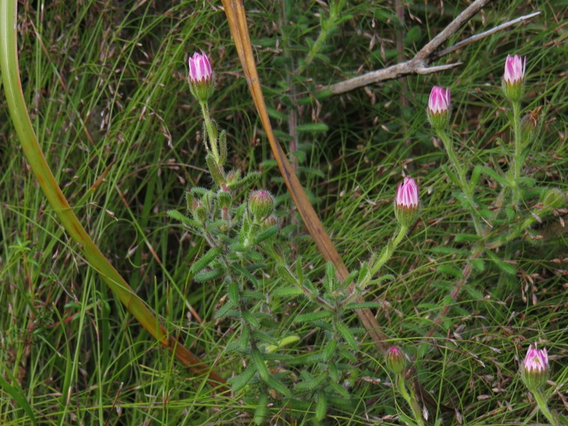 Zyrphelis microcephala photo 2
