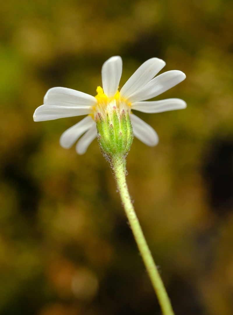 Zyrphelis microcephala photo 3